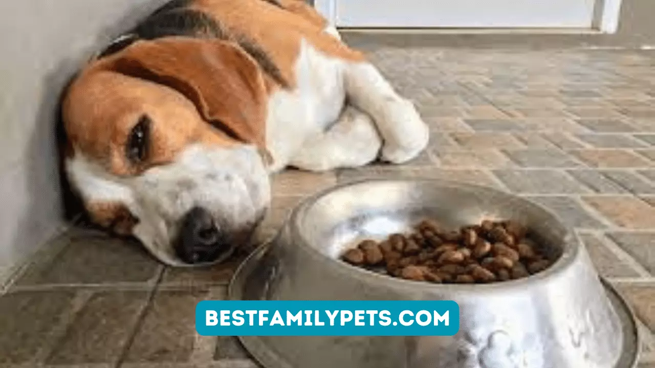 Stomach Problems: The 4 Most Common Digestive Issues In Dogs
