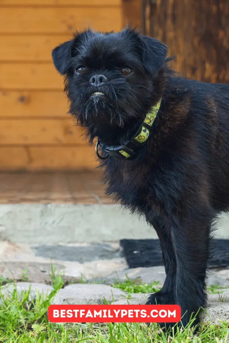 Overview of Small Belgian Dog Breeds