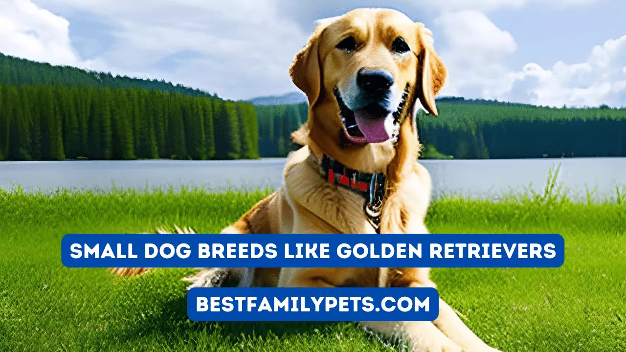 Small Dog Breeds like Golden Retrievers