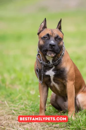 Small Dogs that Get along with Herding Malinois Dog