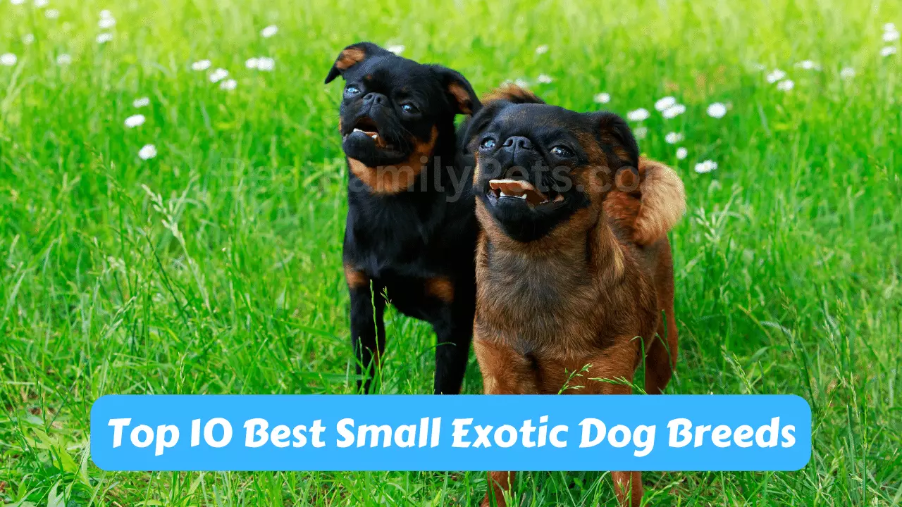 Top 10 Best Small Exotic Dog Breeds - Best Family Pets