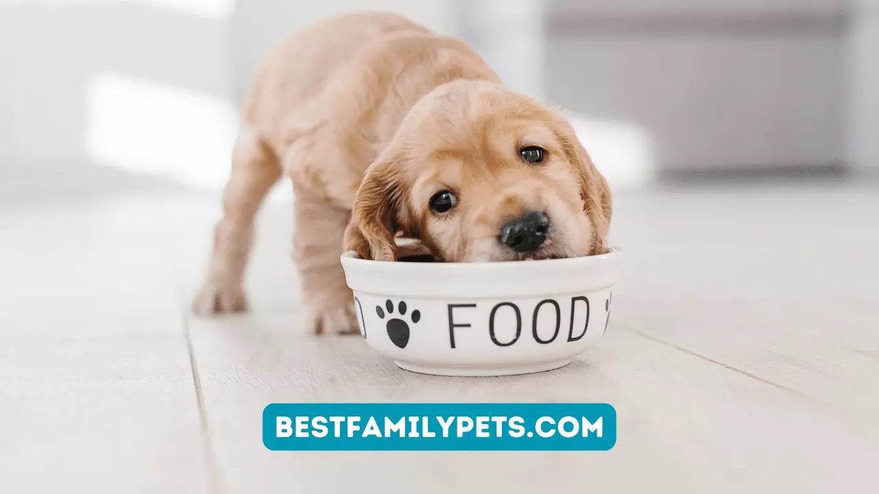 Veterinarian Recommended Dog Food for Small Breeds