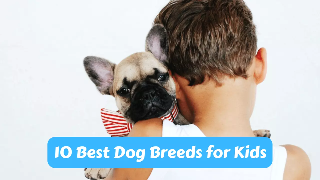 10 Best Dog Breeds for Kids