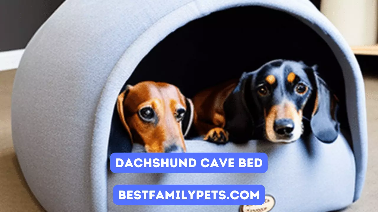 Keep Your Dachshund Warm with a Cave Bed