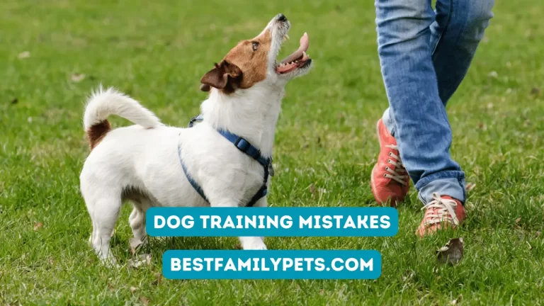 Dog Training Mistakes