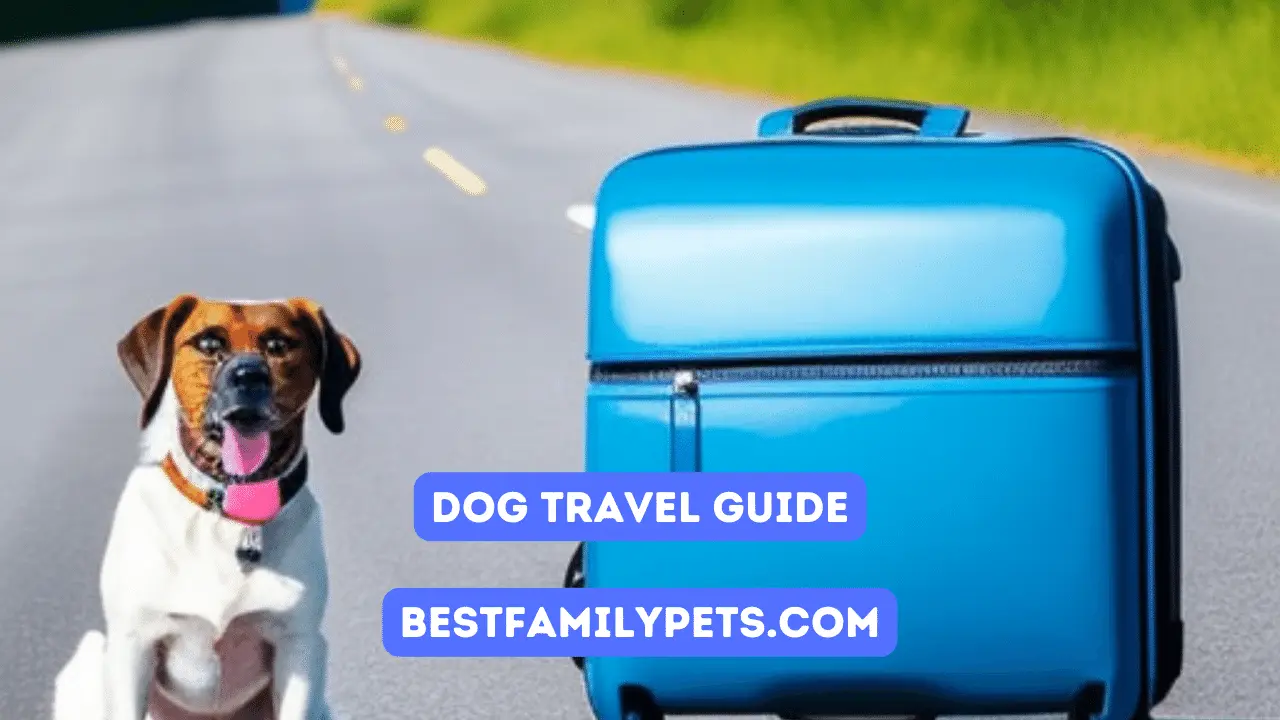 A Guide to Dog Travel