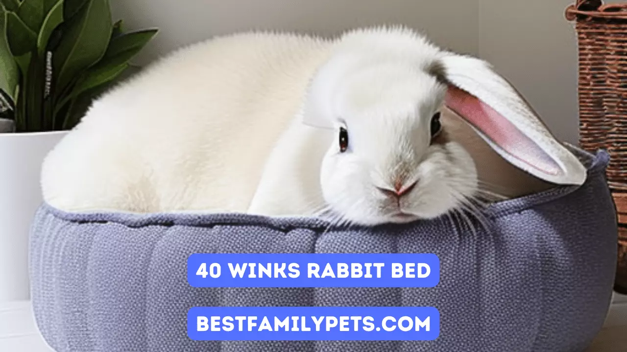 40 Winks Rabbit Bed