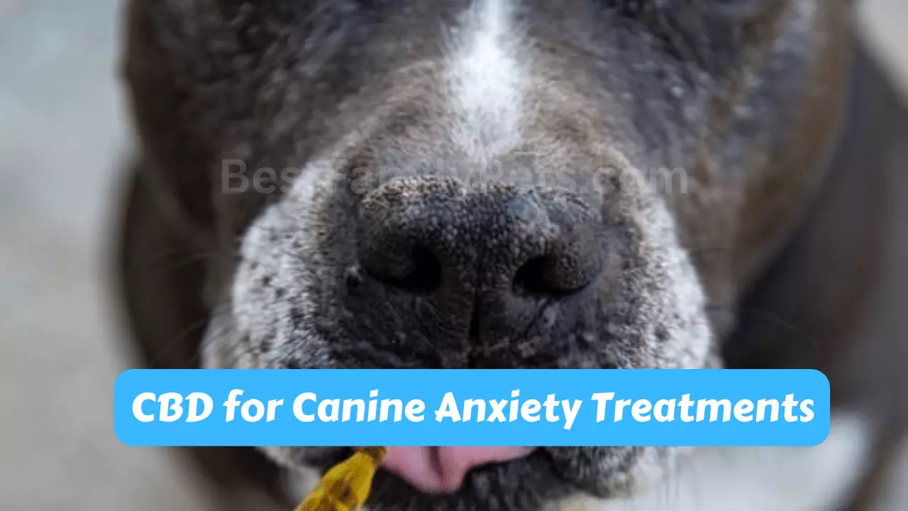 CBD for Canine Anxiety Treatments
