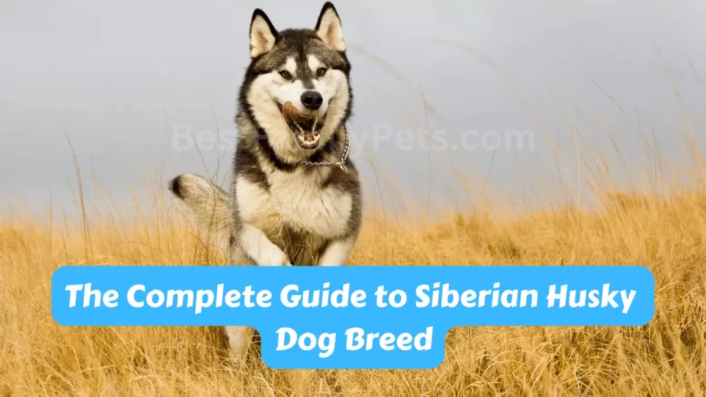 The Complete Guide to Siberian Husky Dog Breed