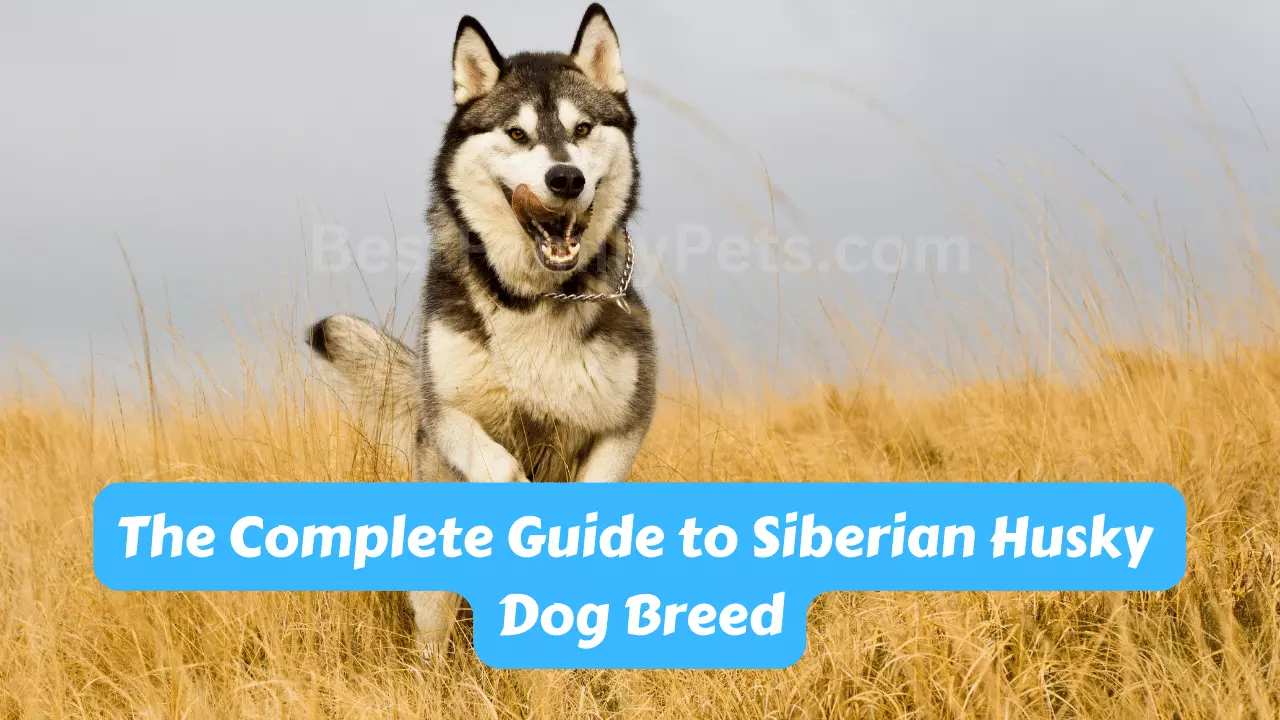 The Complete Guide to Siberian Husky Dog Breed