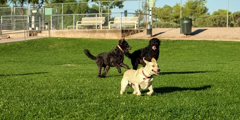 Four (4) reasons why Dog Love Dog Parks