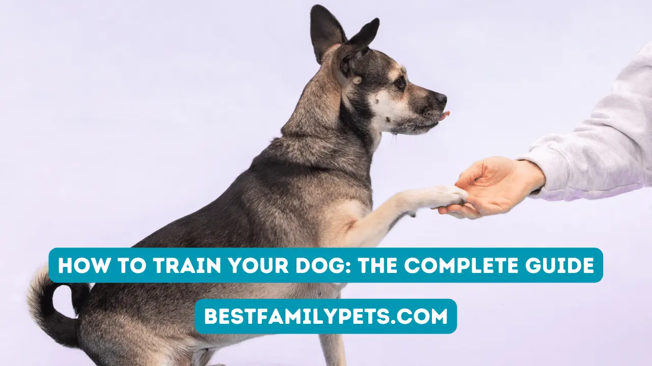 How To Train Your Dog: The Complete Guide