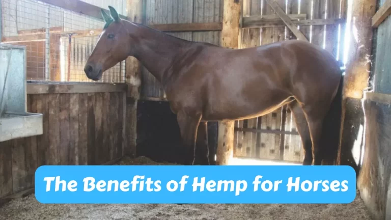 The Benefits of Hemp for Horses