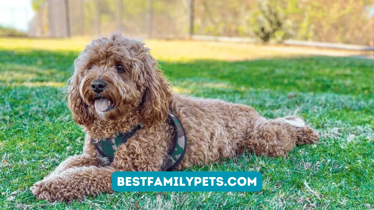 Cavapoo Breeders