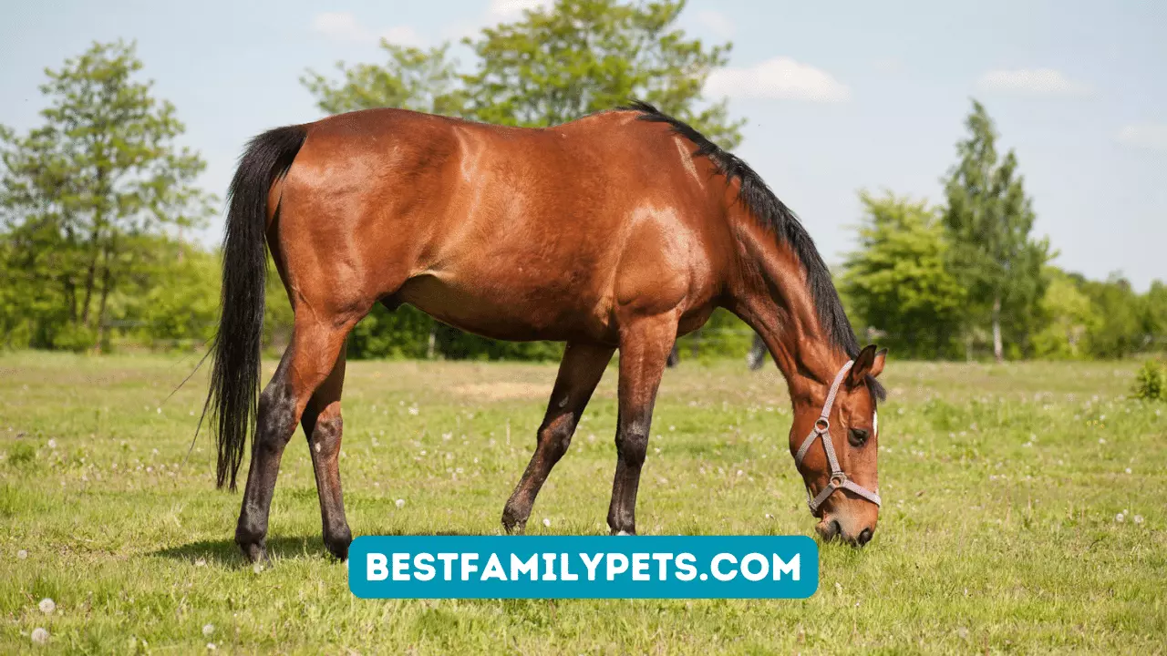 5 Ways To Keep Your Horse Healthy