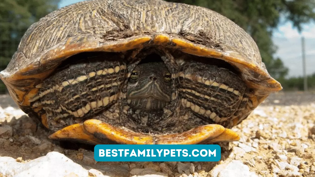 Do Turtles Hibernate? – The Ultimate Guide
