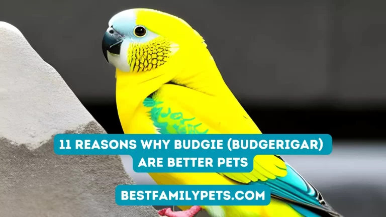 11 Reasons Why Budgie (Budgerigar) Are Better Pets