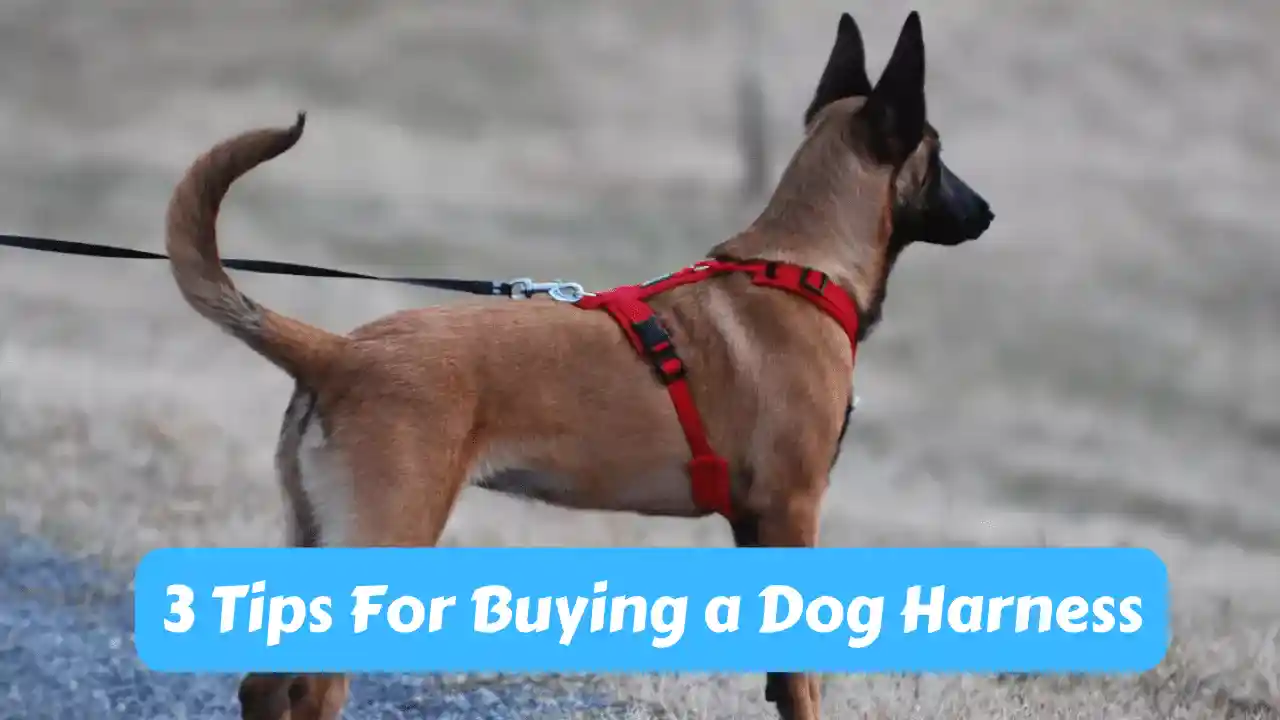 3 Tips for Buying a Dog Harness