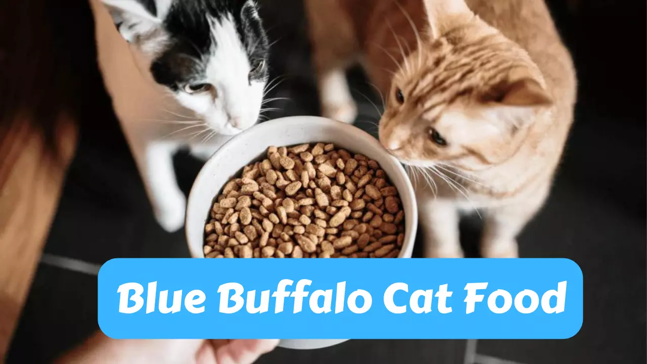 Blue Buffalo Cat Food