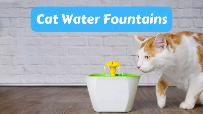 Cat Water Fountains