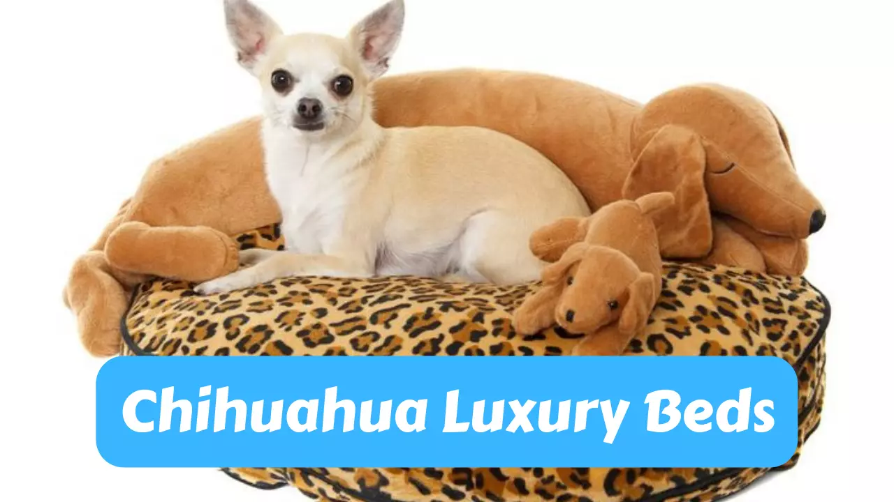 Why Chihuahuas Deserve the Best: Luxury Beds for Your Furry Friend