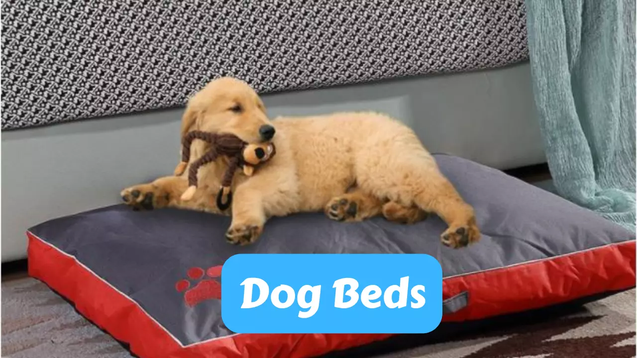 How To Find Perfect Dog Bed – Comprehensive Guide