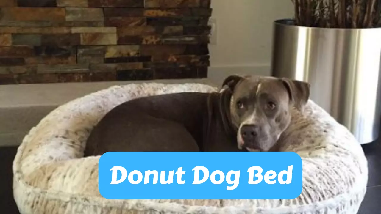 Give Your Pup a Cozy Retreat with a Donut Dog Bed