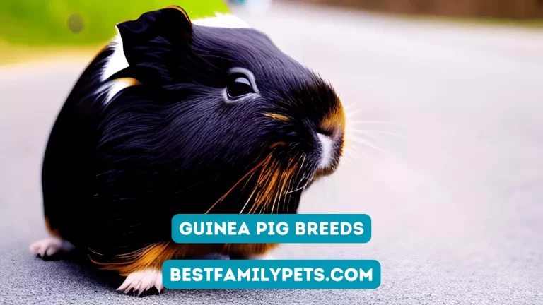 Guinea Pig Breeds