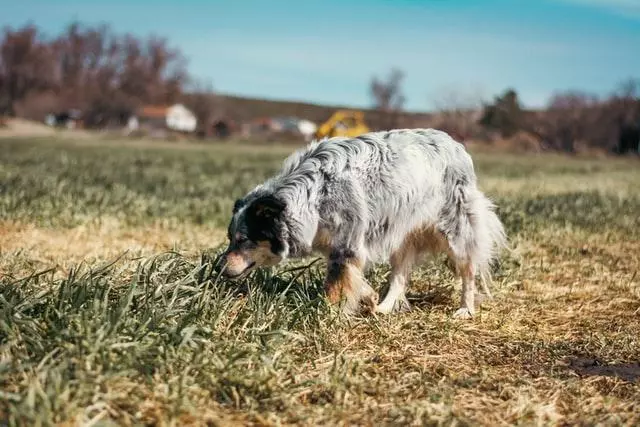 Hidden Dog Fences