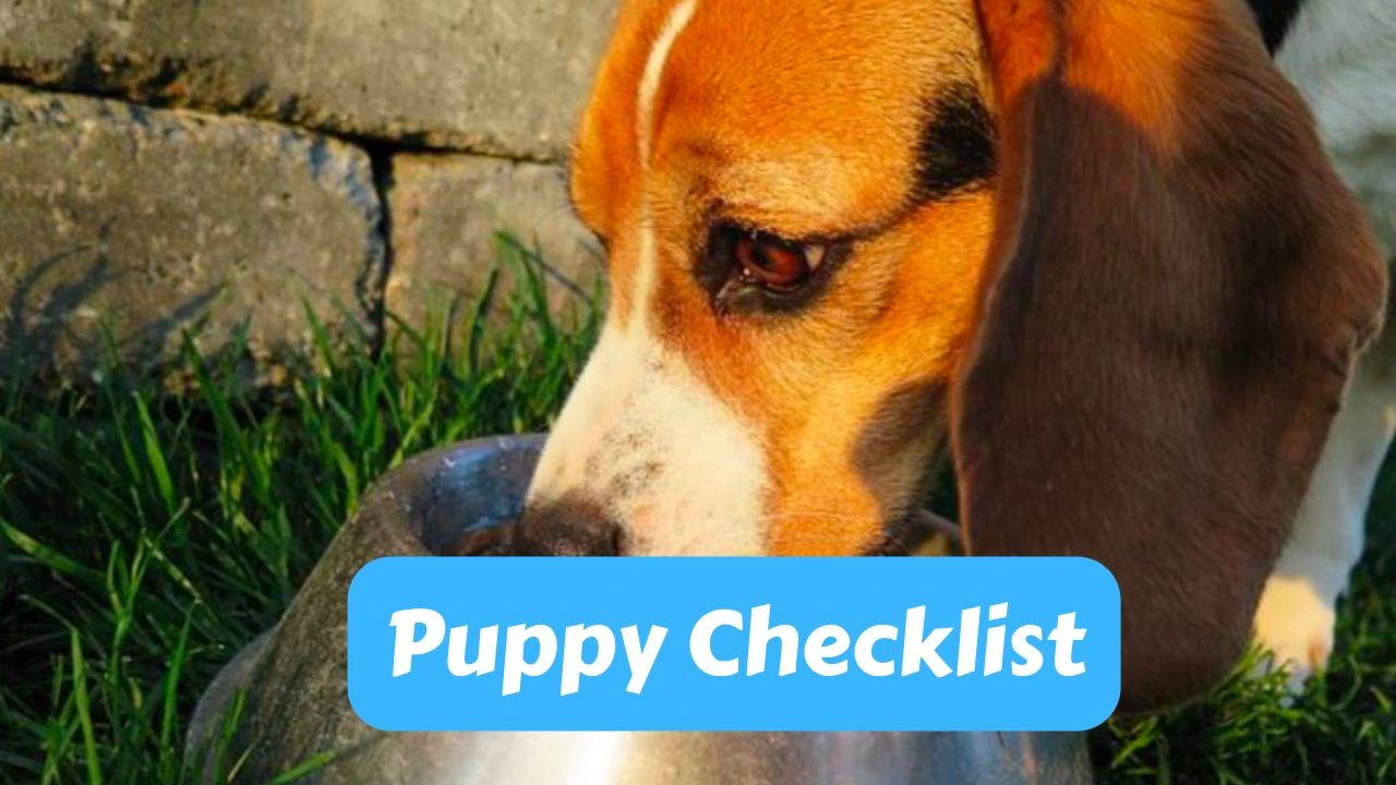 Puppy Checklist