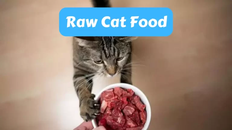 Raw Cat Food