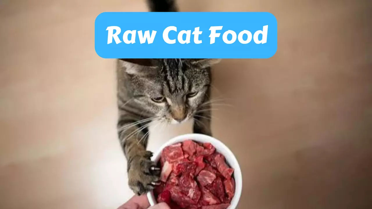 What Is Raw Cat Food, and Should I Feed It to My Pet?