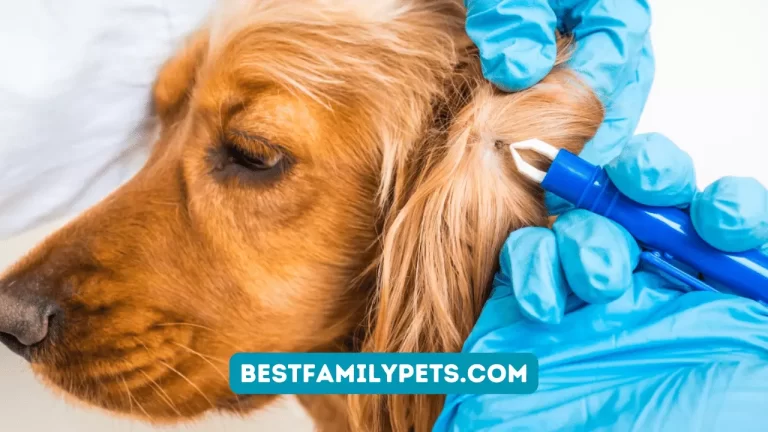 Treat Your Dog For Fleas