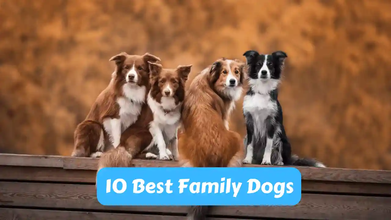 10 Best Family Dogs