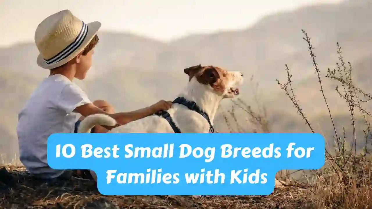 10 Best Small Dog Breeds for Families with Kids