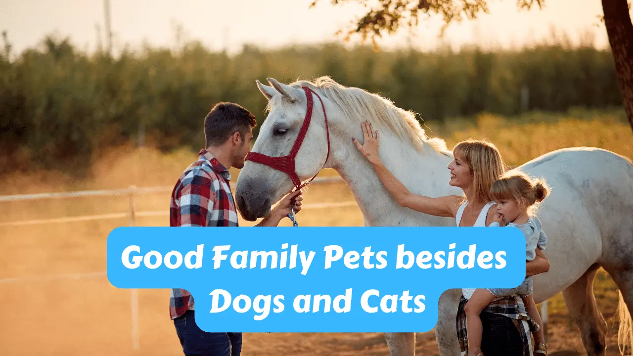 7 Good Family Pets besides Dogs and Cats