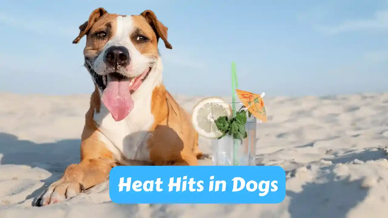 Heat Hits in Dogs