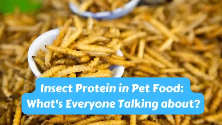 Insect Protein in Pet Food