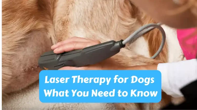 Laser therapy for dogs