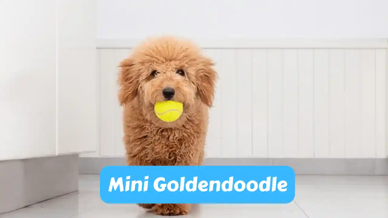 Mini Goldendoodle