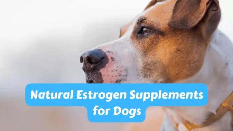 Natural Estrogen Supplements for Dogs