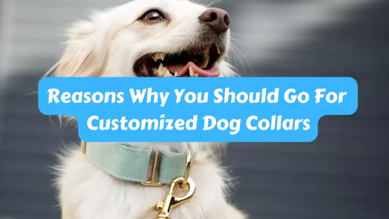 Reasons Why You Should Go For Customized Dog Collars