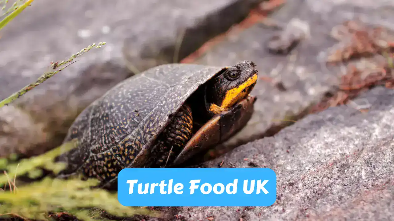 Turtle Food UK