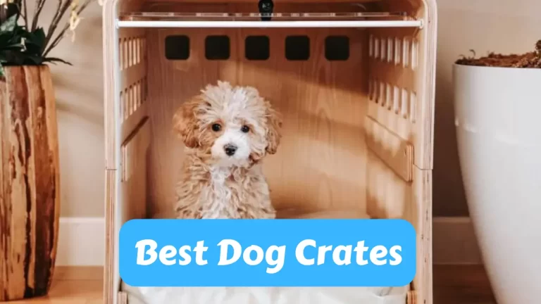 best dog crates