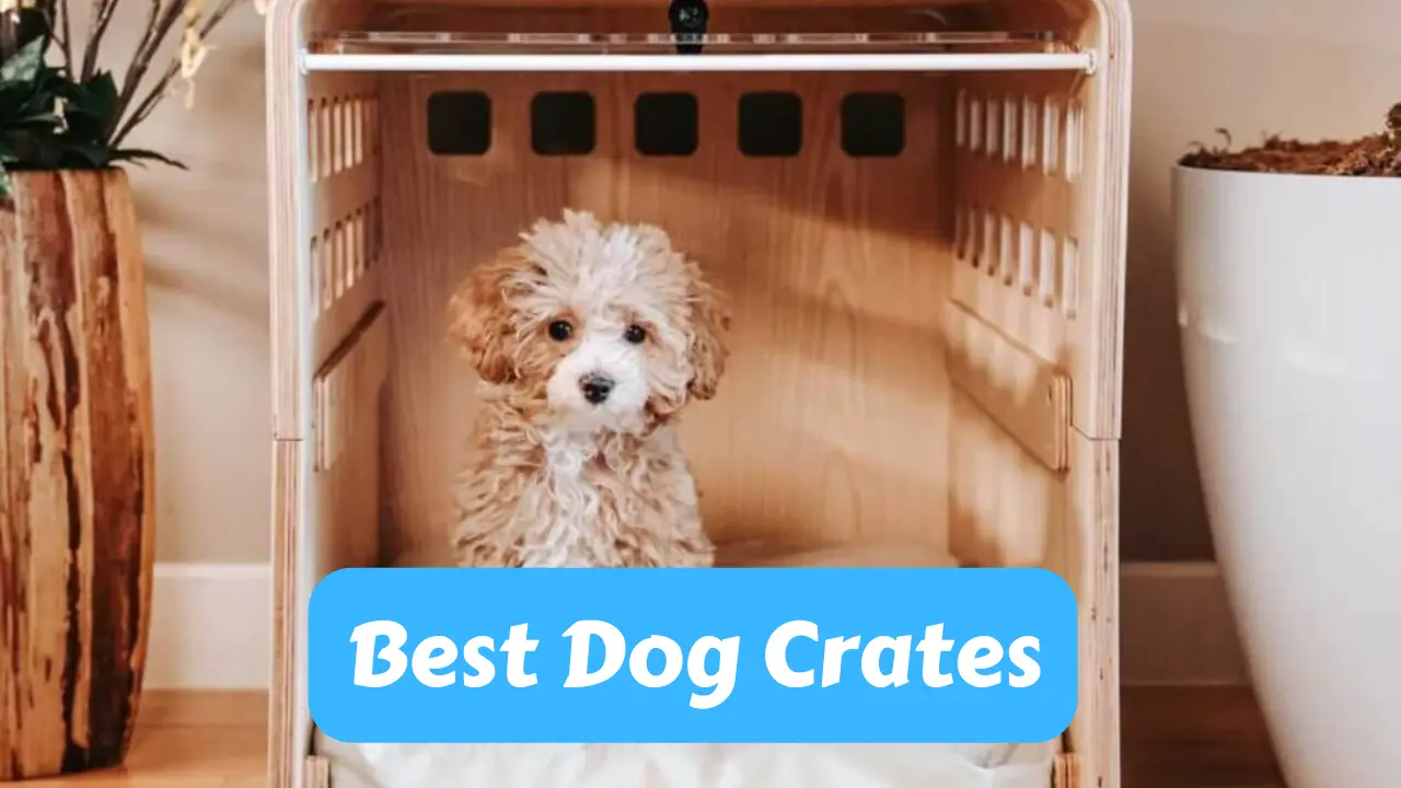 best dog crates