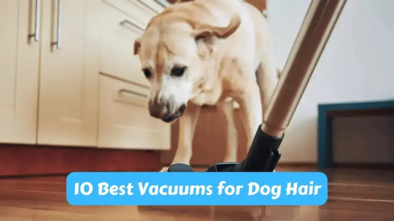 10 Best Vacuums for Dog Hair