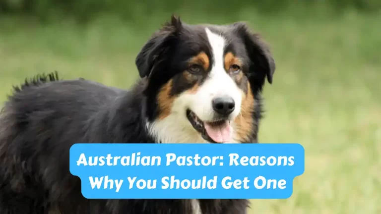 Australian Pastor