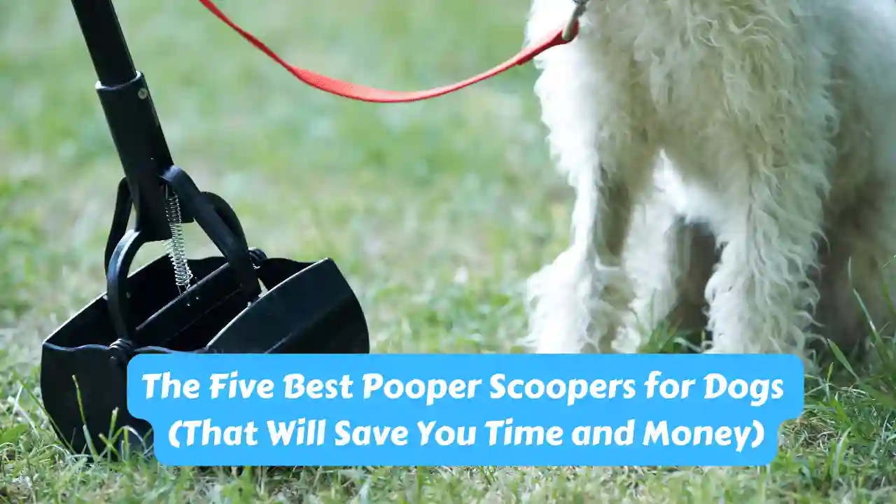 Best Pooper Scoopers for Dogs
