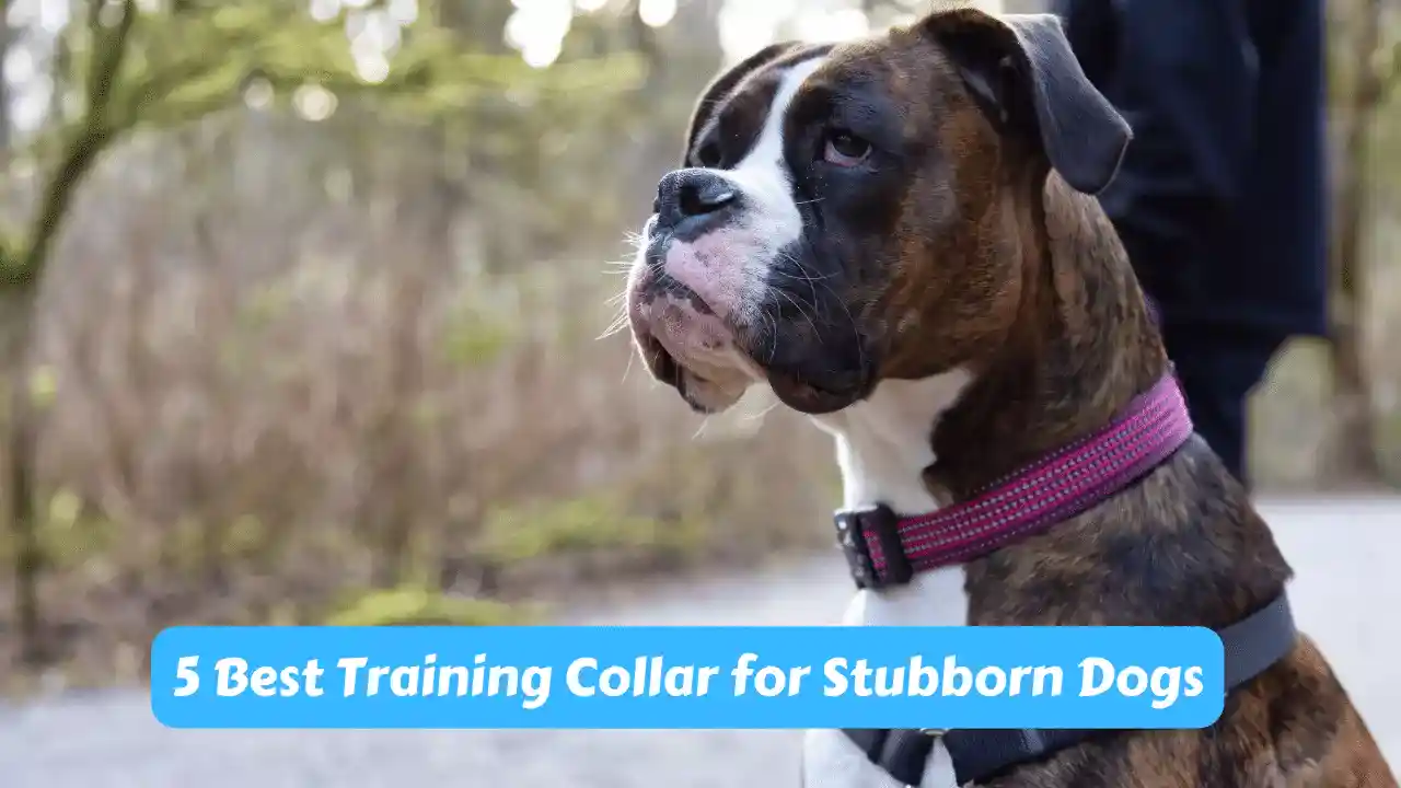 5 Best Training Collar for Stubborn Dogs