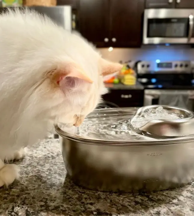 Cat Water Fountain